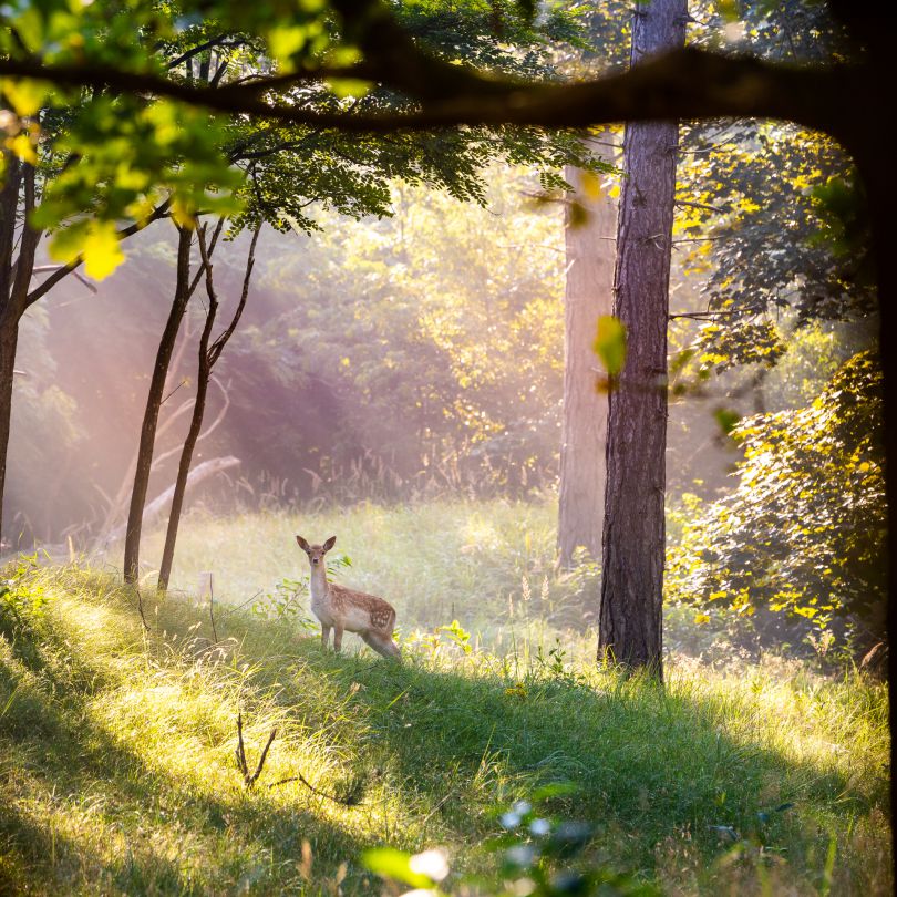 Ein früher Morgen im Wald